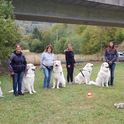 Spécial Grands Chiens
