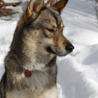 Husky de Sibérie