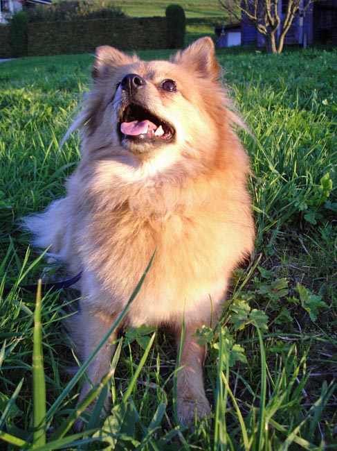 Chipie