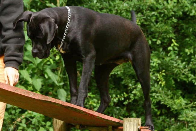 Cane Corso