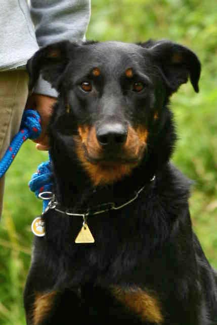 Beauceron