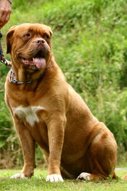 Dogue de Bordeaux