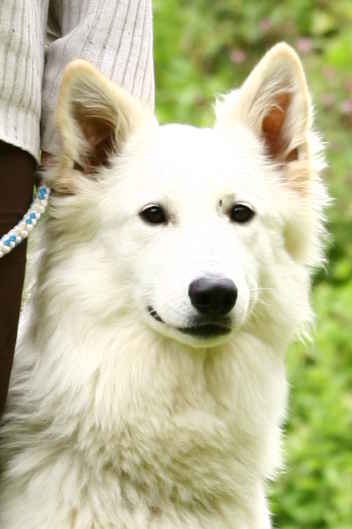 Berger Blanc Suisse