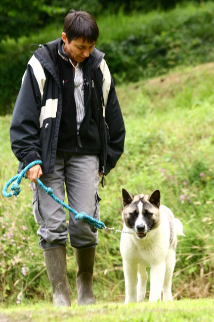 Akita Américain
