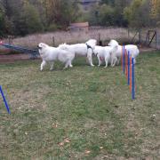 IMG-20181104-WA0010