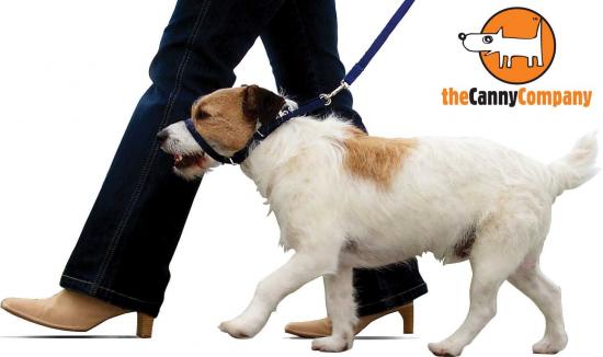 Dog walking on canny collar21 1
